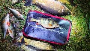 Подводная охота на Карпа - Сазана в ноябре 2024 года.