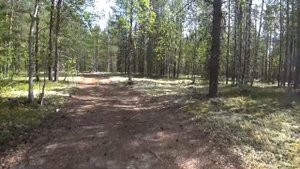 Проверено: медведей и комаров  в лесу нет, грибов тоже / Канал Ухта