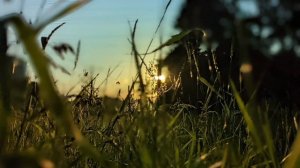 Былинка (народная песня Псковской области)