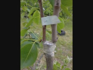 Прививка груши на айву - получилось! Два года в одном видео - от прививки до плодоношения. Легко! :)