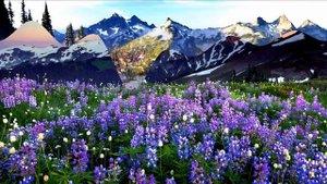 Горы цветов.