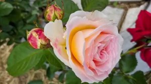 Обзор розы сорта Сезар Цезарь, Кесар, Cesar - личный опыт, отзыв