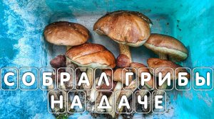 Грибы в Подмосковье на даче ЕСТЬ ПРЯМО СЕЙЧАС