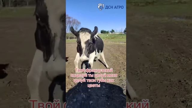 Вот она благодарность за новые поилки от «ДСН АГРО»😁😂