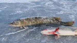 Закрытые сезона 2024. Рыбалка на жерлицы.