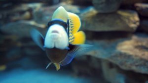5548409-uhd_3840_2160_25fps