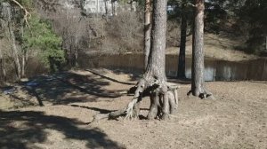 Сестрорецк. Река Сестра