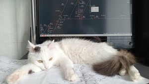 Побыть с Влашичем