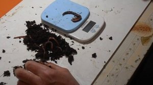 Ещё немного о черве Черный Принц