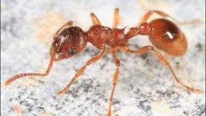 всё о муравьях myrmica rubra
