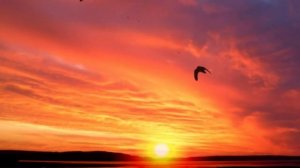 Алое сопрано ... 
Видеопоэзия. Читает автор А. Шведун. 
Монтаж, видео, соло-гитара О. Дзиов.