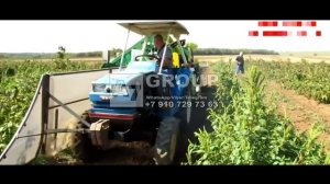 Как собрать малину #малина #сбор