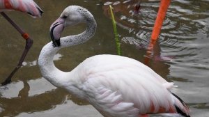 9106722-uhd_3840_2160_24fps