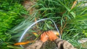 Летняя рыбалка на сазана.2024г