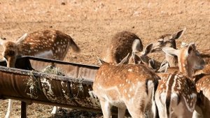 9398865-hd_1920_1080_25fps