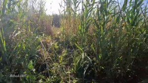 Как ловит трофейного сома. Сом на пиявку.Рыбалка с ночевкой.