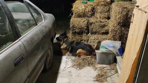 Жасминка. Домашняя тренировка по ноузворк 31 октября. Транспорт, корица. Часть 2.