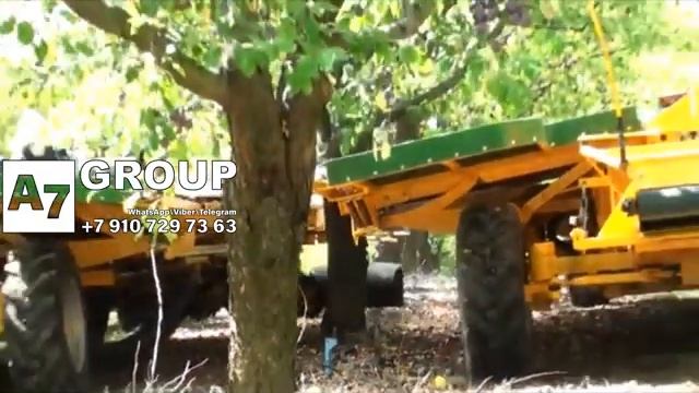 Комбайн для сбора яблок #яблоки #сбор #сад