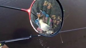 Карп на хирабуну