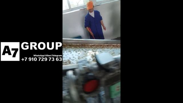 Линия переработки топинамбура в порошок #порошок #топинамбур