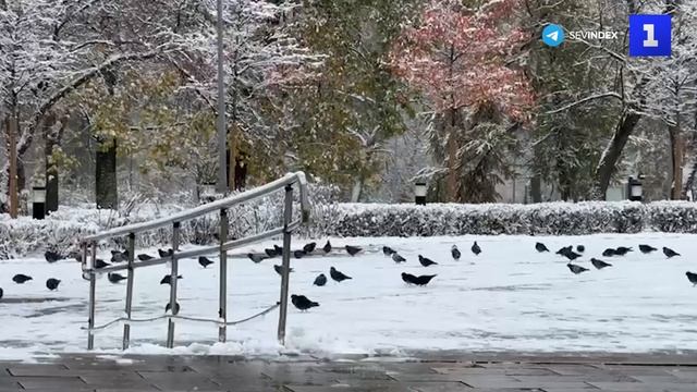 Снег, ветер и гололедица- в Москве властвует зимняя погода