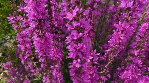 Многолетники в саду.