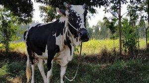 9780392-hd_1920_1080_30fps