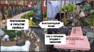 Укрытие и притенение хвойных на зиму. Влагозарядный полив.