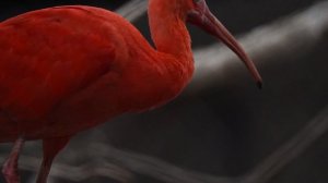 20667259-hd_1920_1080_24fps