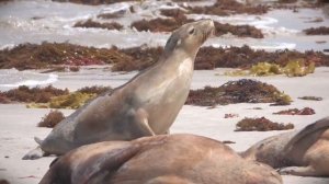 10517124-hd_1920_1080_24fps