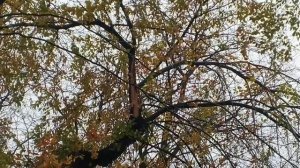 Ураган в Ростове-на-Дону продолжается! Возле входа в парк Революции упала крупная ветка