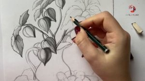 Рисуем Натюрморт с Физалисом в графике!