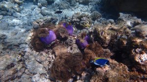 Мальдивы, отель Эрияду, Риф ч. 2