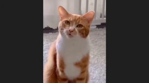 забавные и смешные кошки и собаки 634