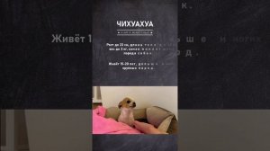 Чихуахуа: всё, что вам нужно о них знать #shorts