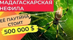 Мадагаскарская нефила: Квадратный метр ткани из её паутины стоит 500 тысяч долларов.