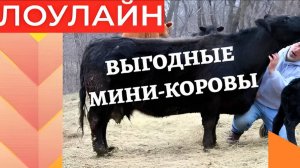 Лоулайн: «Игрушечная корова». В два раза мельче обычных бурёнок, но содержать её в разы выгоднее