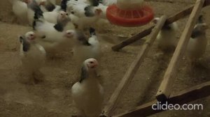 Первомайская Генофонд Сергиев Посад декабрь 2020