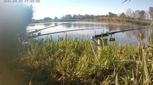 Ловля карпа на самоподсекатели. Платник.