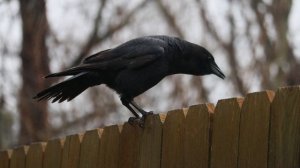 7034575-hd_1280_720_30fps