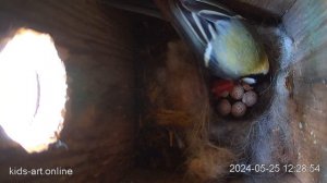 Первенец в гнезде синички! 25.05.2024
