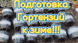 🪴Укрываем Гортензии в зиму🪴