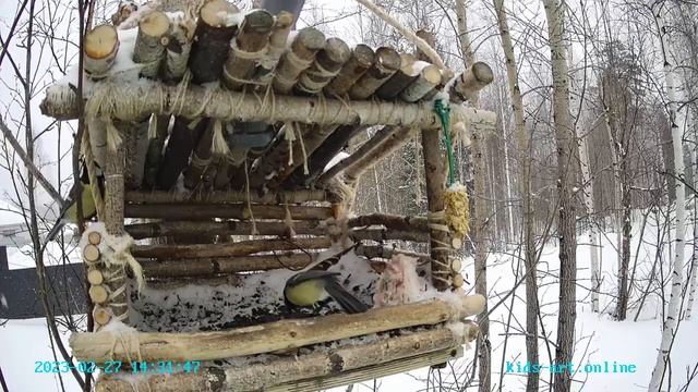 Автоматический податчик корма