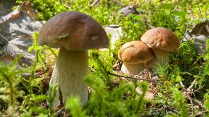 ЛУЧШАЯ ТИХАЯ ОХОТА  В ЖИЗНИ | ОГРОМНЫЕ ПОЛЯНЫ БЕЛЫХ ГРИБОВ ОККУПИРОВАЛИ ЛЕС | ГРИБЫ 2020