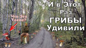 Грибам Быть! Белые Грибы не Сдаются и Удивляют. Сбор Грибов в Осеннем Лесу