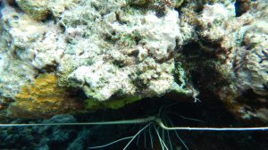 Мальдивы, отель Эрияду, Риф ч.3