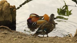 11926733_3840_2160_30fps