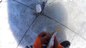 Полная речка рыбы, но как ее поймать? Закрыл сезон хапуг.