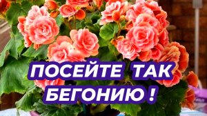 ВСЕГДА СЕЮ БЕГОНИЮ этим способом в ноябре и получаю пышноцветущие кустики! Как вырастить бегонию