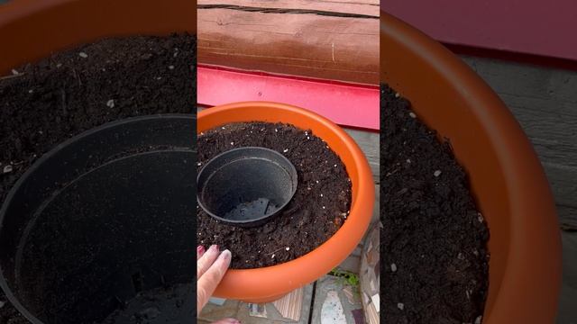 Мой опыт перевалки растений